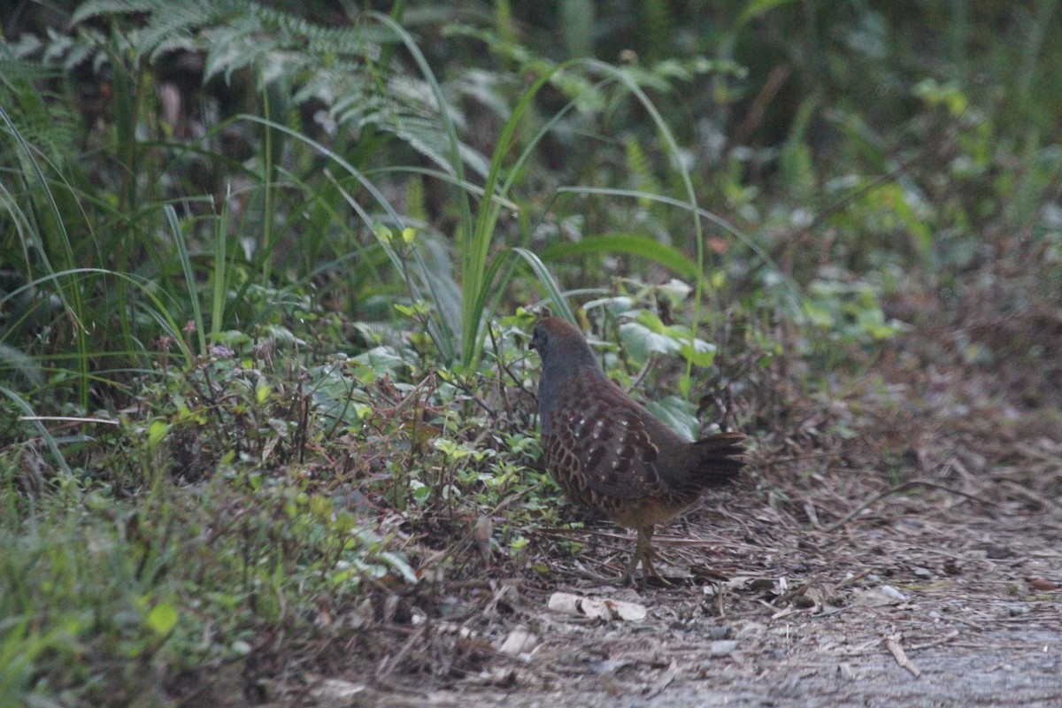 Taiwan Bamboo-Partridge - ML535024361