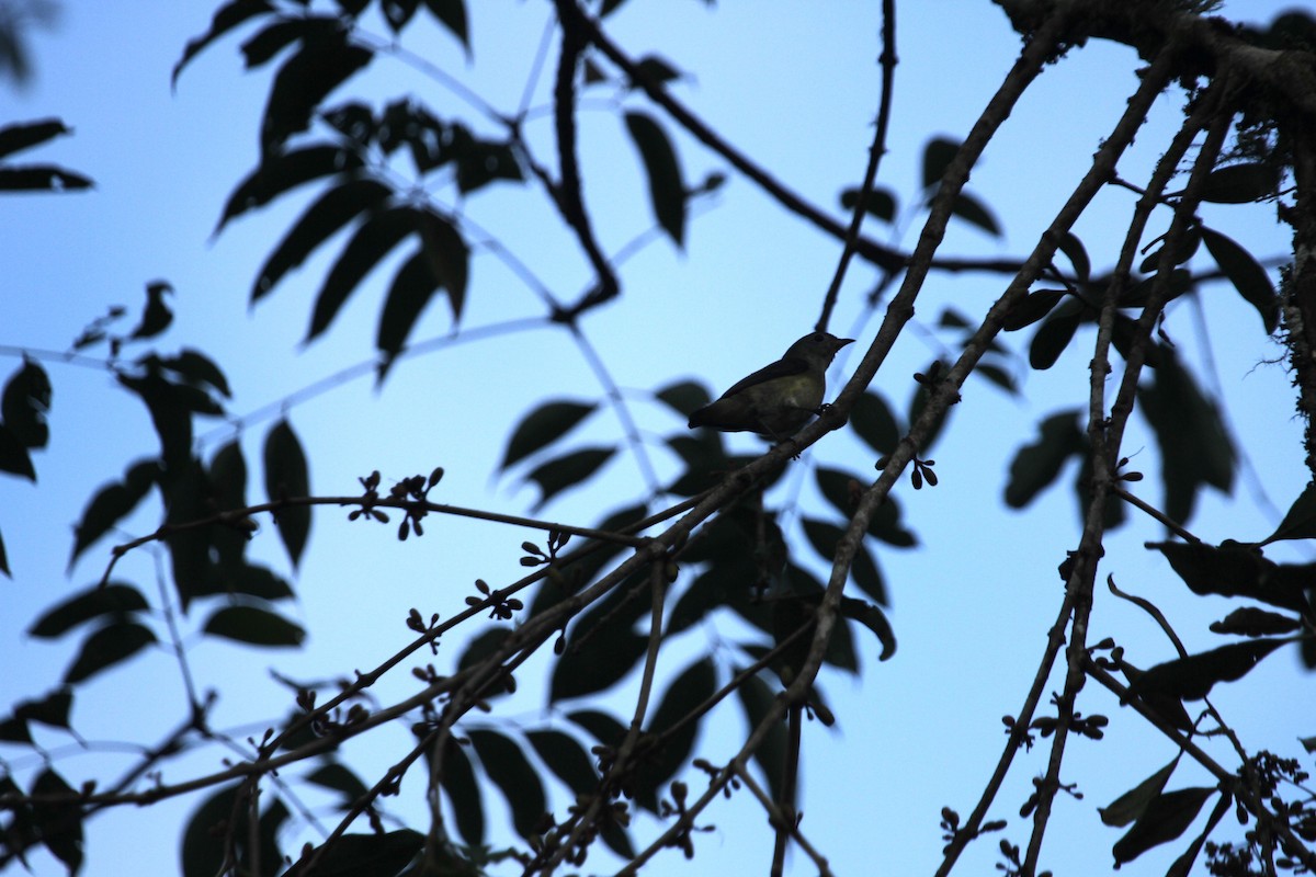 Fire-breasted Flowerpecker - ML535024431