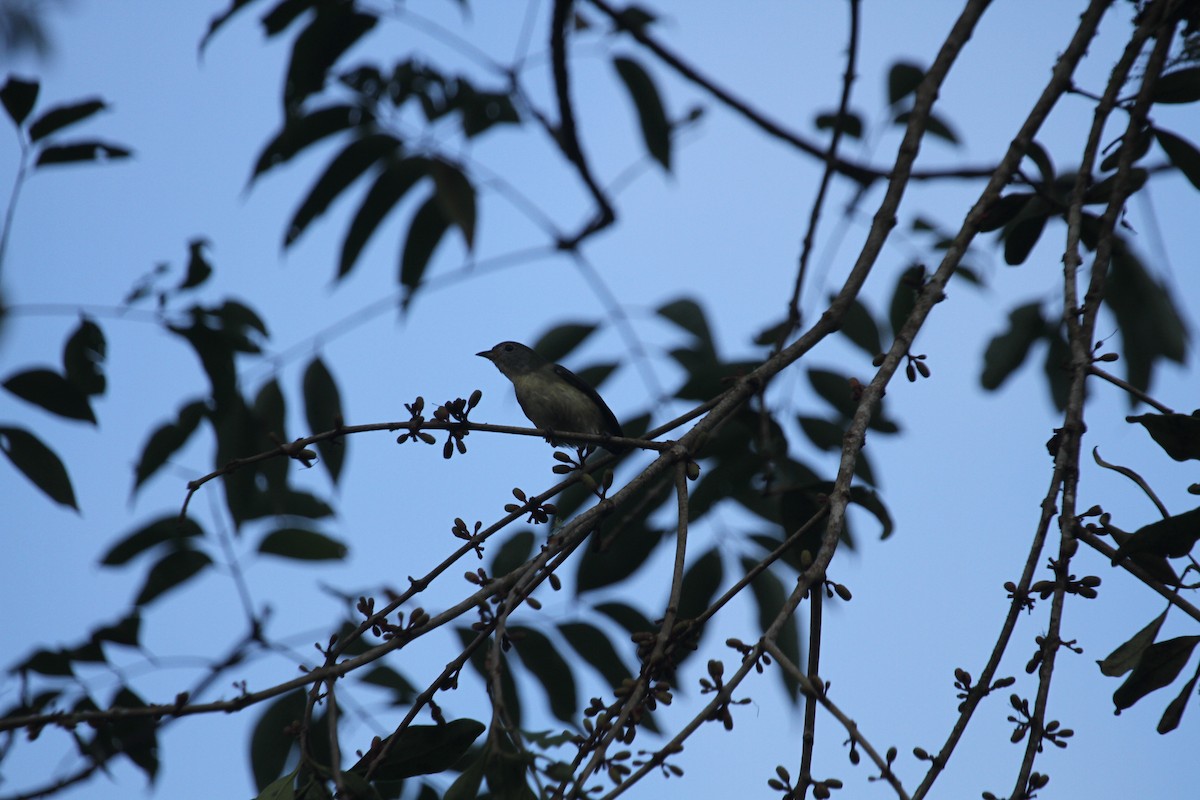 Fire-breasted Flowerpecker - 敬昇 陳