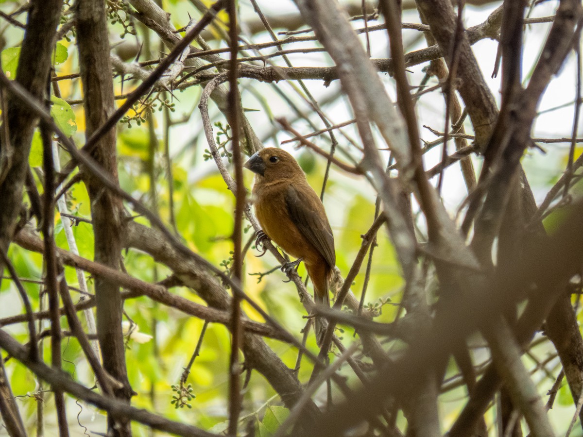 Thick-billed Seed-Finch - ML535024581