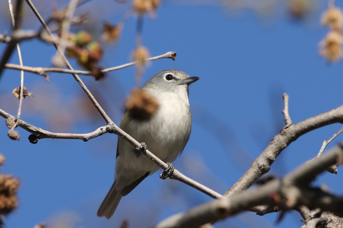 Plumbeous Vireo - ML535025621