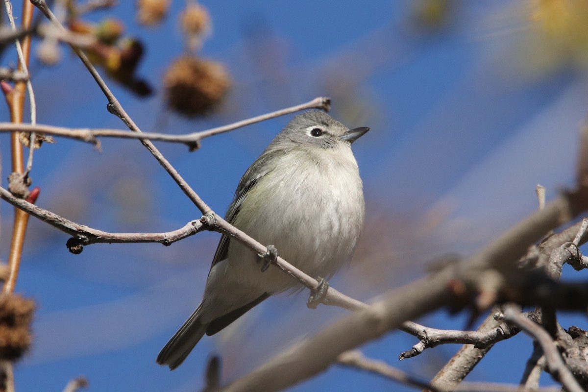 Plumbeous Vireo - ML535025631