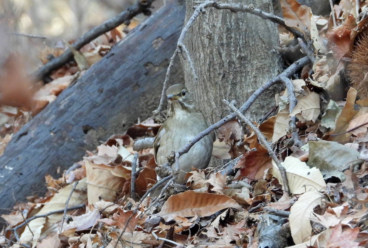 Pale Thrush - ML535029011