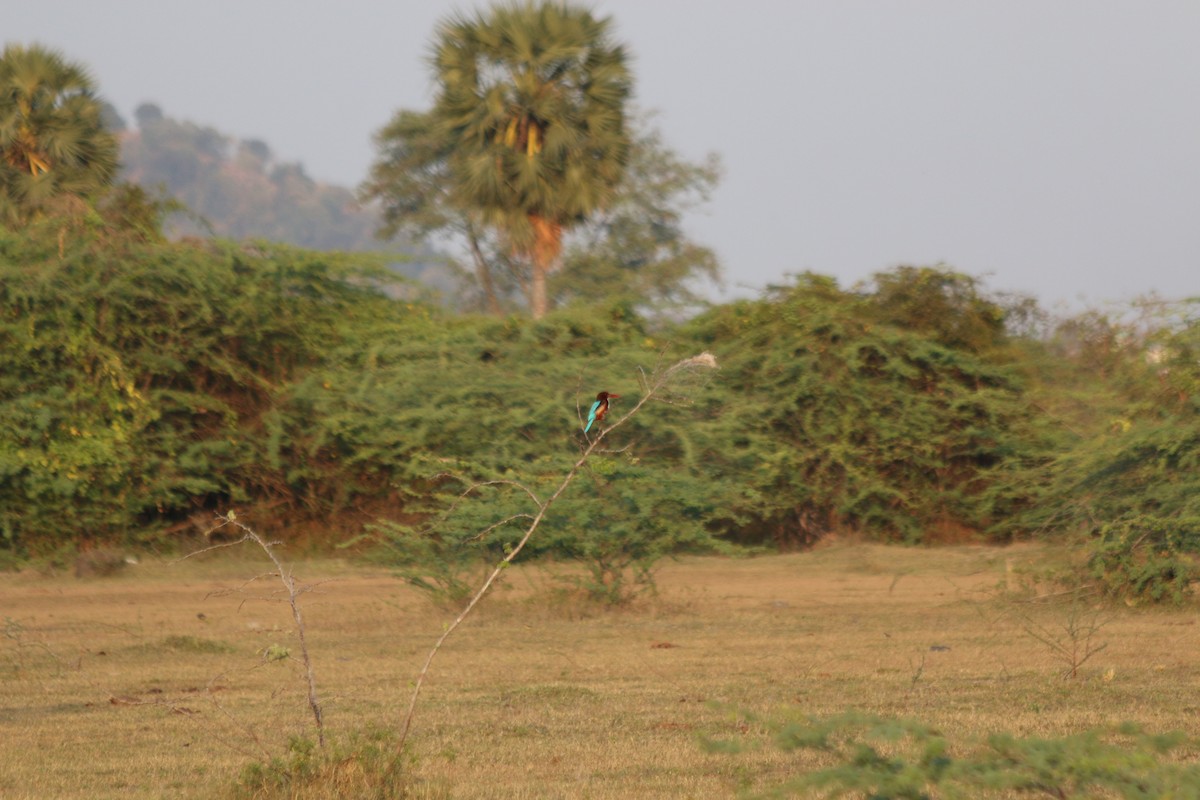 White-throated Kingfisher - ML535029041