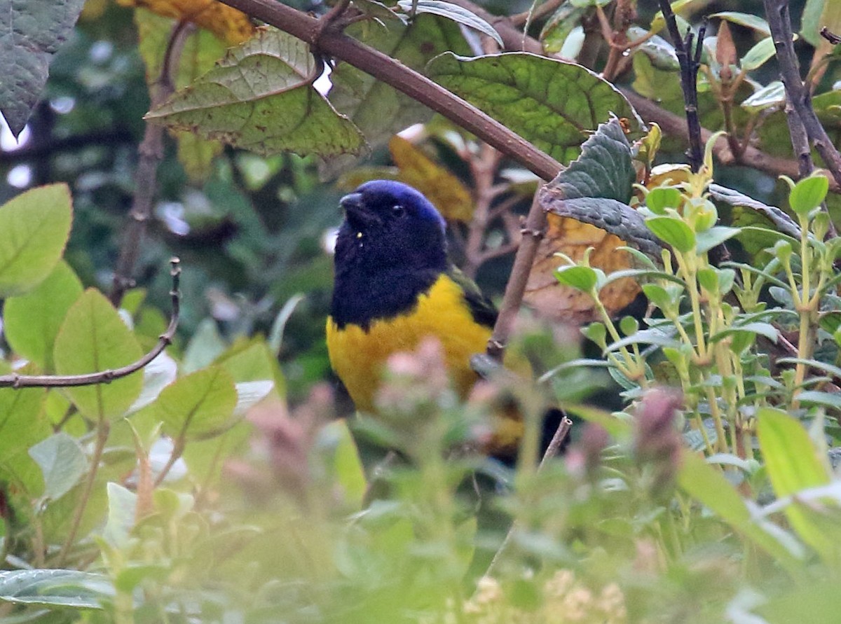 Black-chested Mountain Tanager - ML535029351