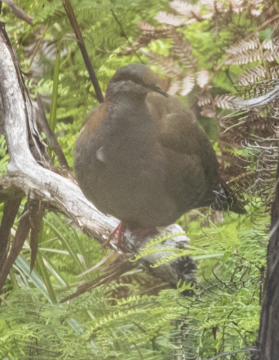 Brush Bronzewing - ML535030391