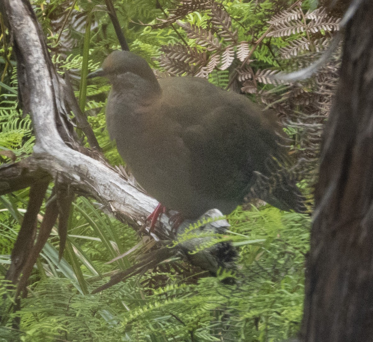 Brush Bronzewing - ML535030401