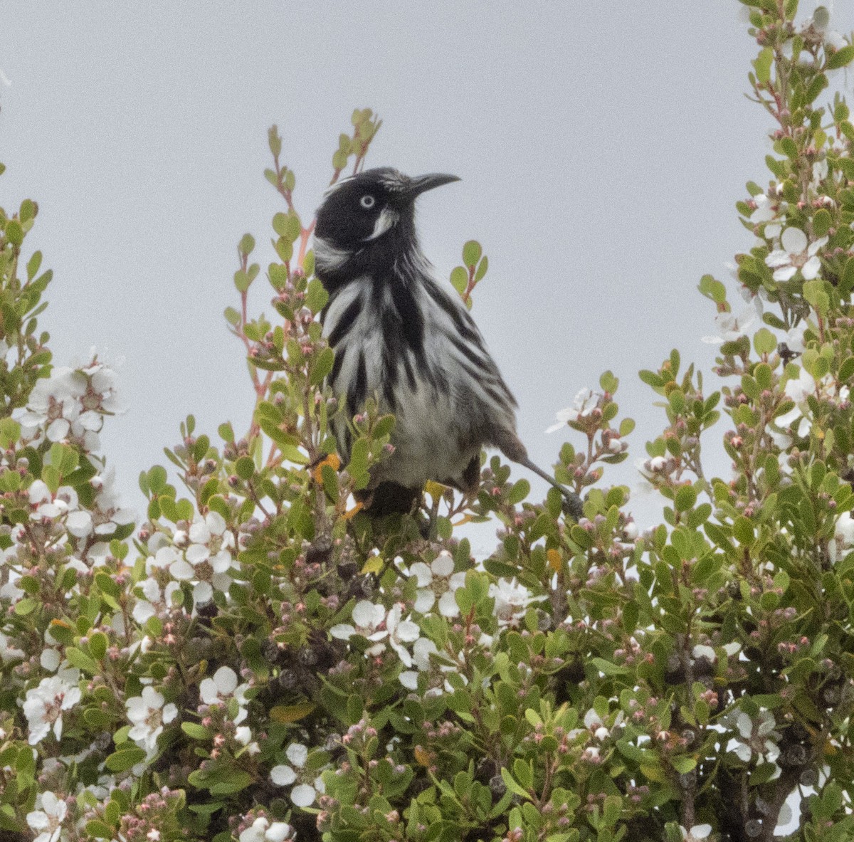 New Holland Honeyeater - ML535030631