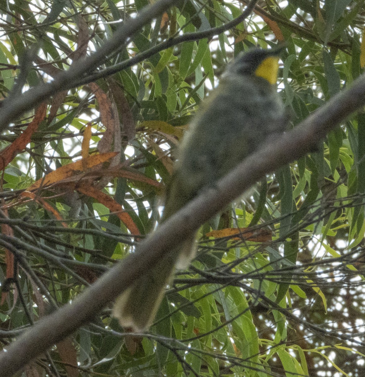 Yellow-throated Honeyeater - ML535030651