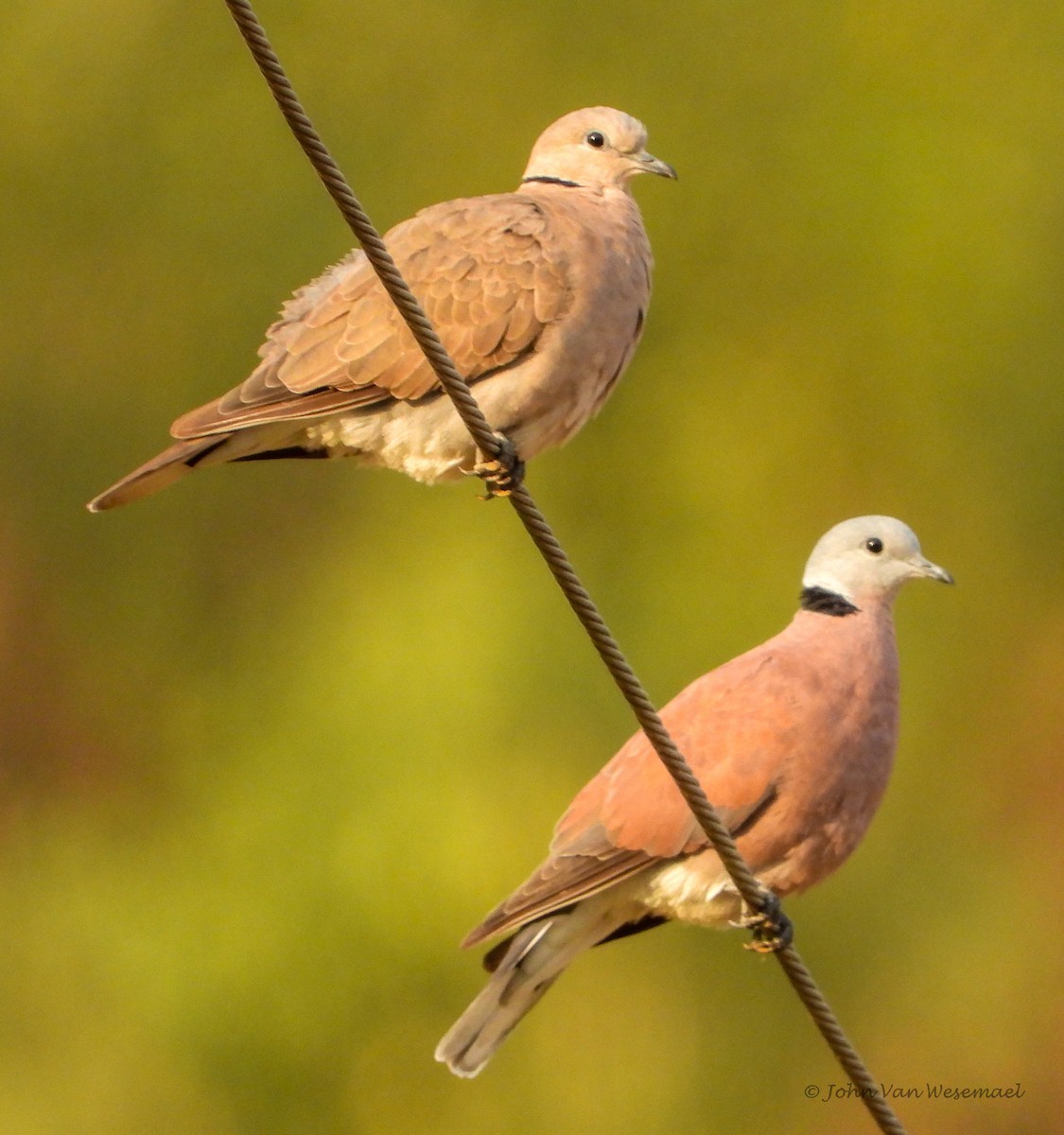 Red Collared-Dove - JOHN VAN WESEMAEL