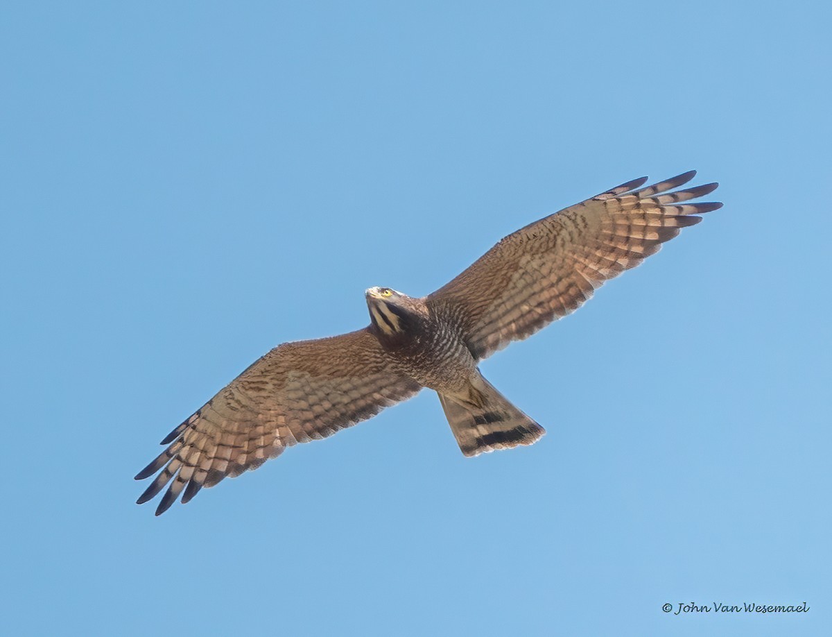 Gray-faced Buzzard - JOHN VAN WESEMAEL