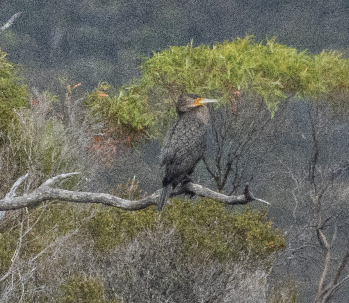 Great Cormorant - mark cavallo