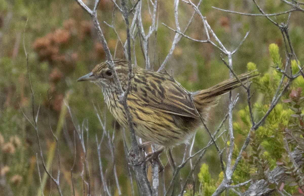 Striated Fieldwren - ML535030881