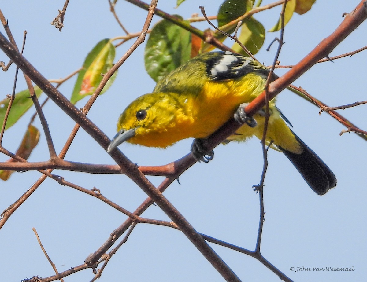 Common Iora - ML535030951