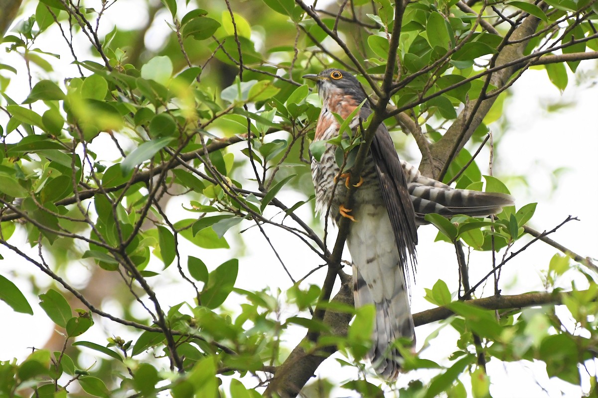 Large Hawk-Cuckoo - Evelyn Lee