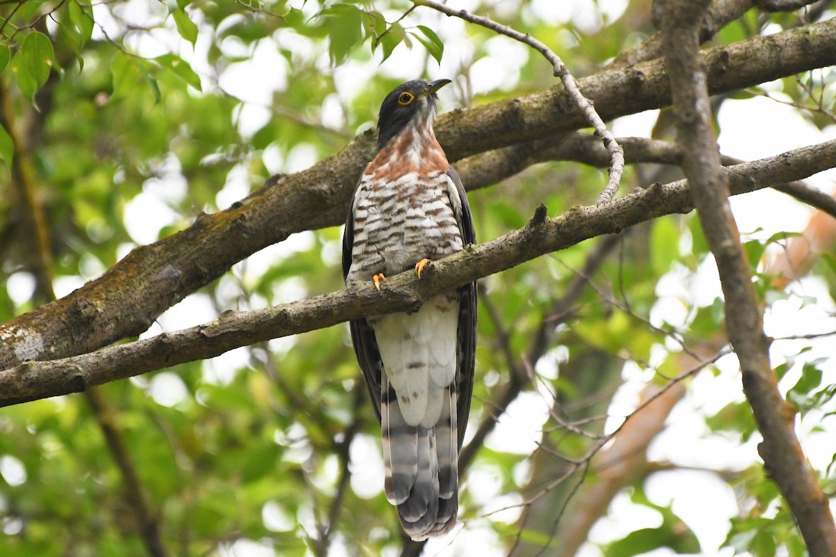 Large Hawk-Cuckoo - Evelyn Lee
