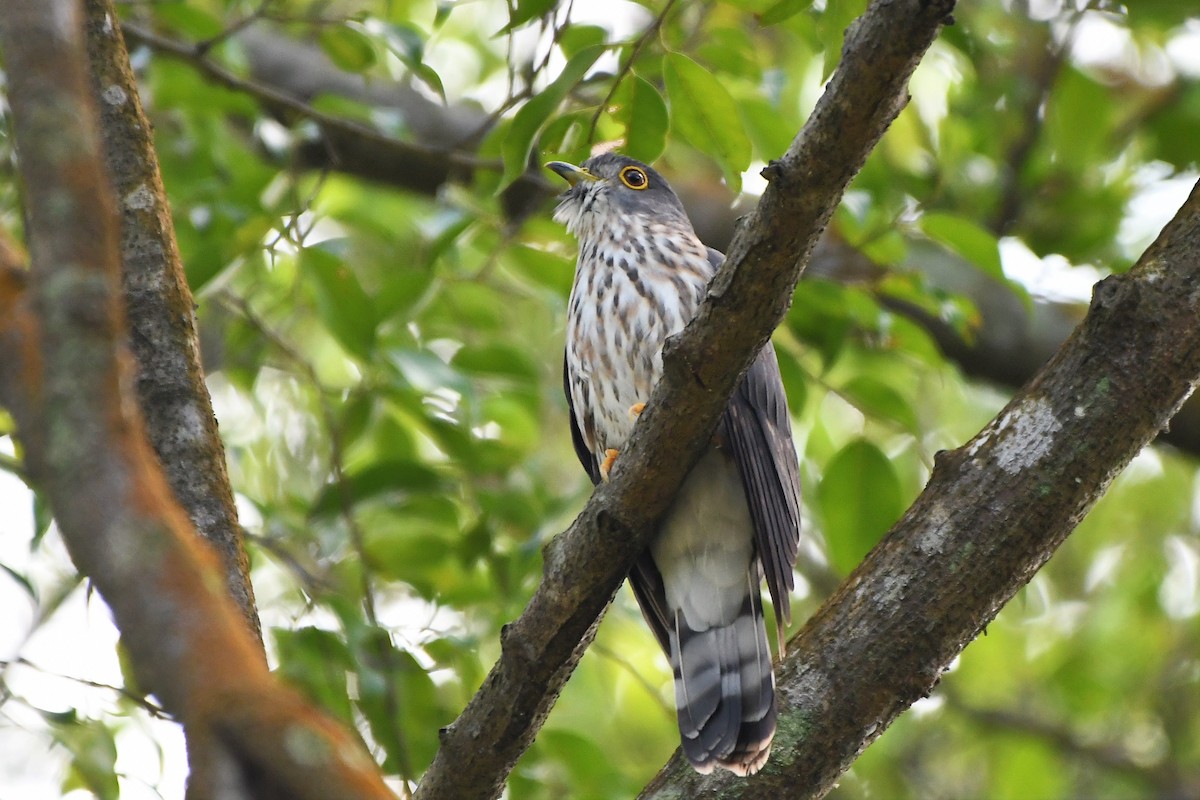 Hodgson's Hawk-Cuckoo - ML535031191