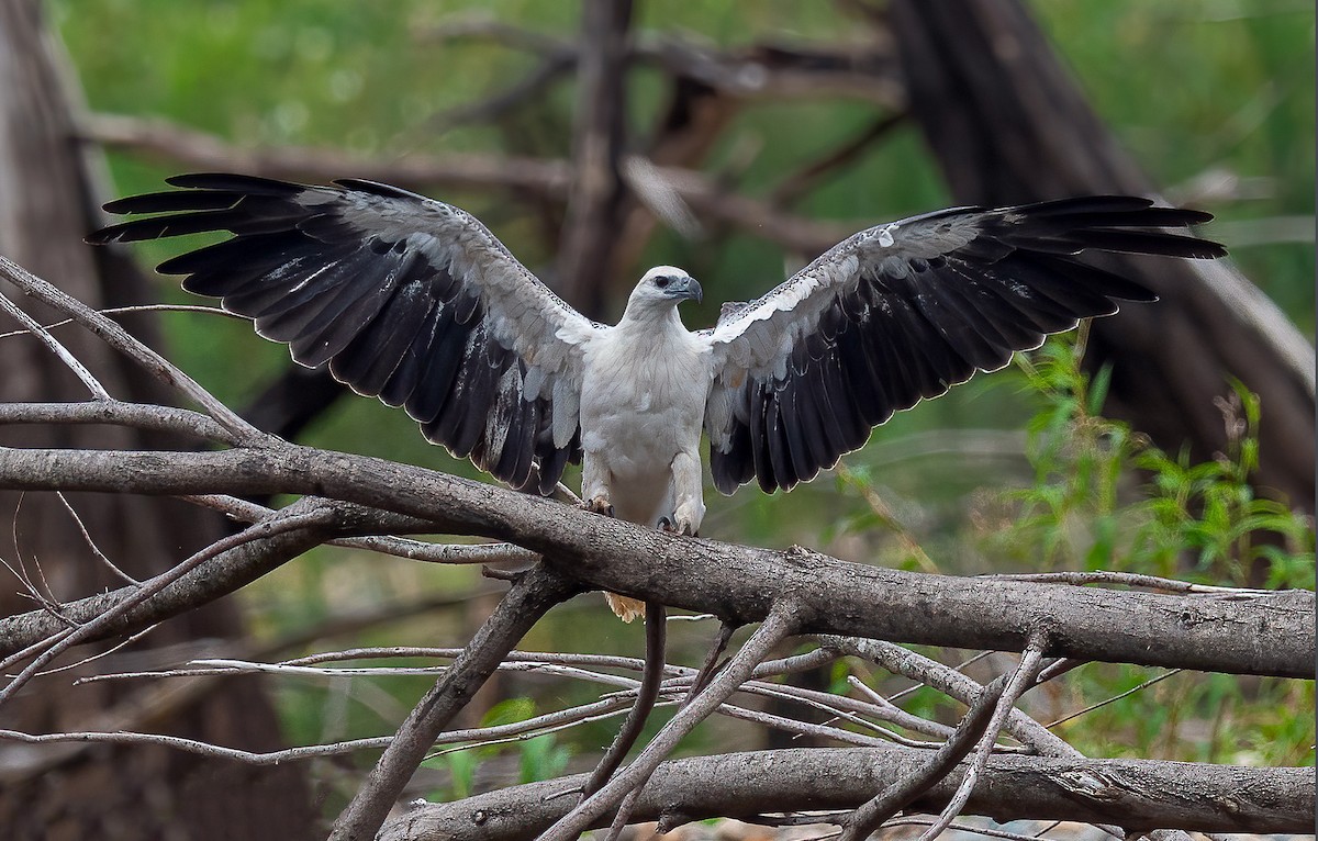 White-bellied Sea-Eagle - ML535031271