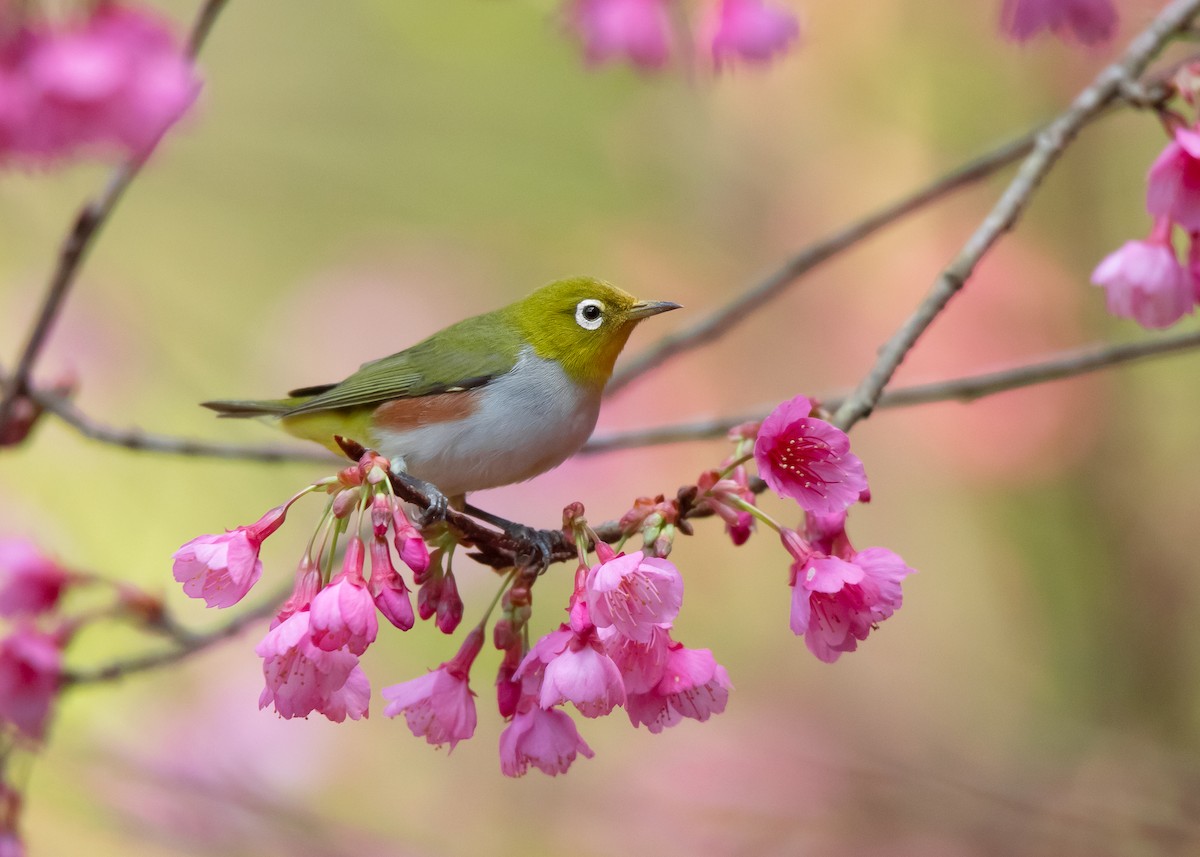 Chestnut-flanked White-eye - ML535032781