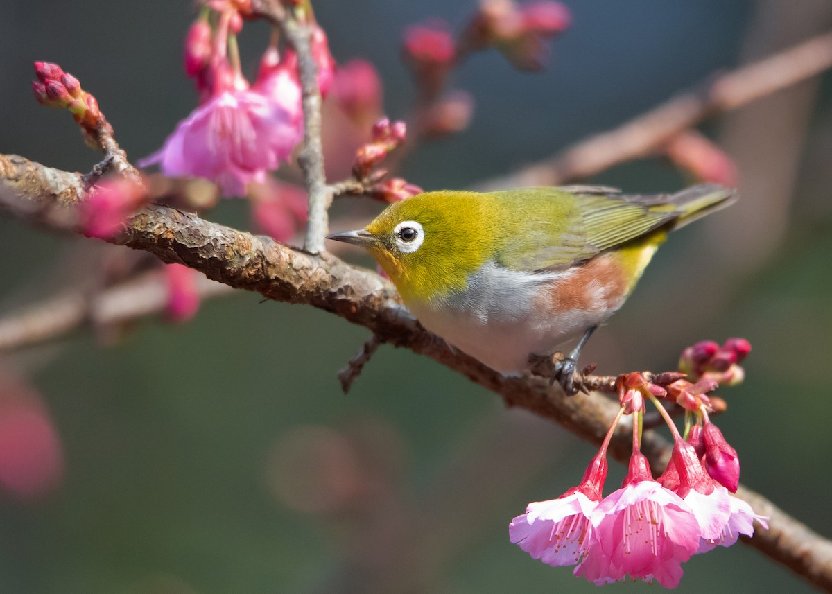 Chestnut-flanked White-eye - ML535032791