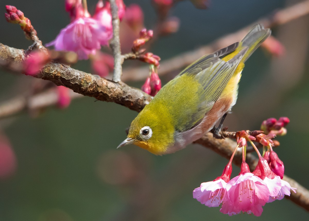 Chestnut-flanked White-eye - ML535032801