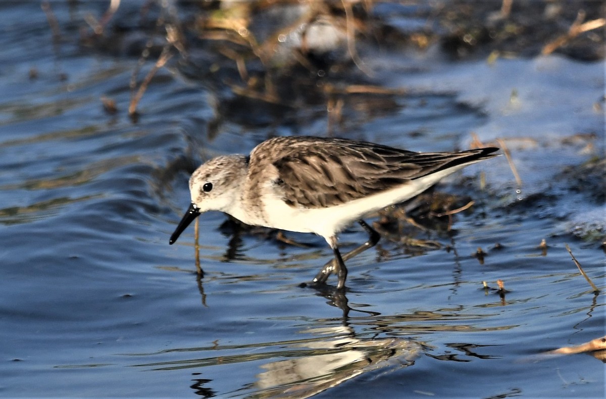 Little Stint - ML535032841