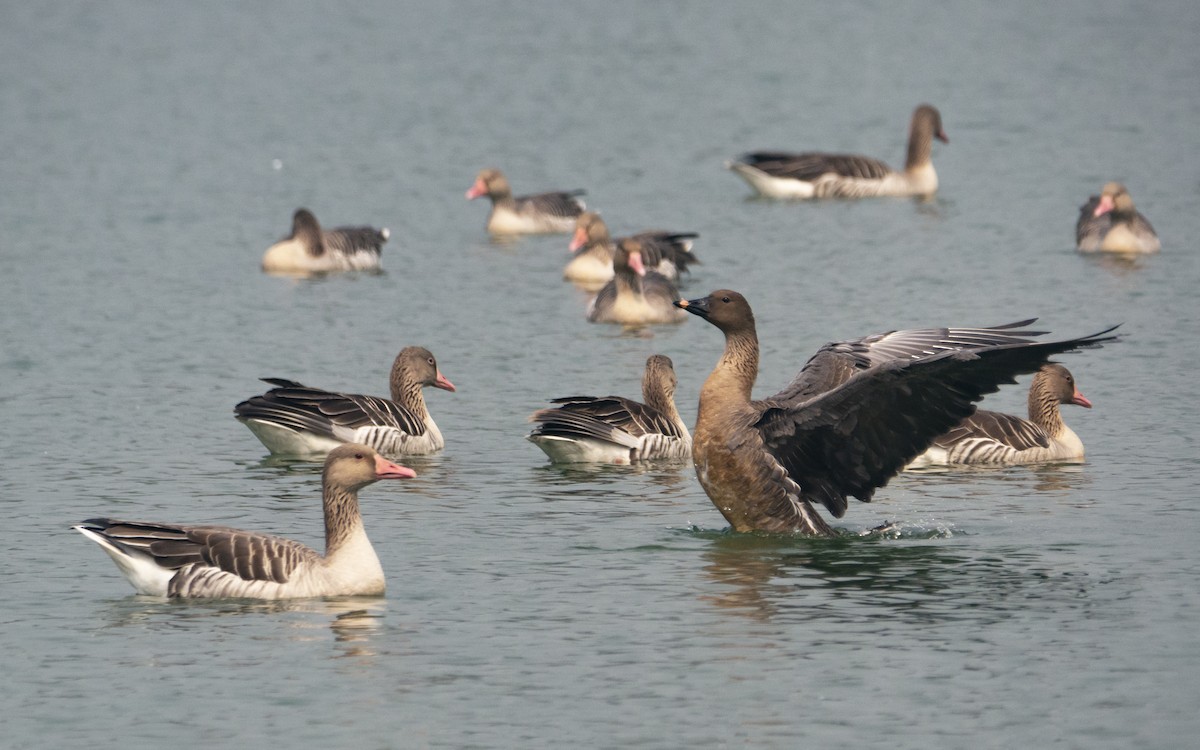 Tundra Bean-Goose - ML535033121