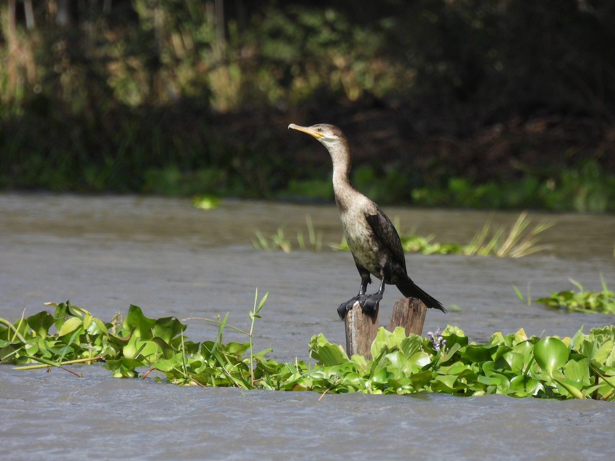 Neotropic Cormorant - ML535033451