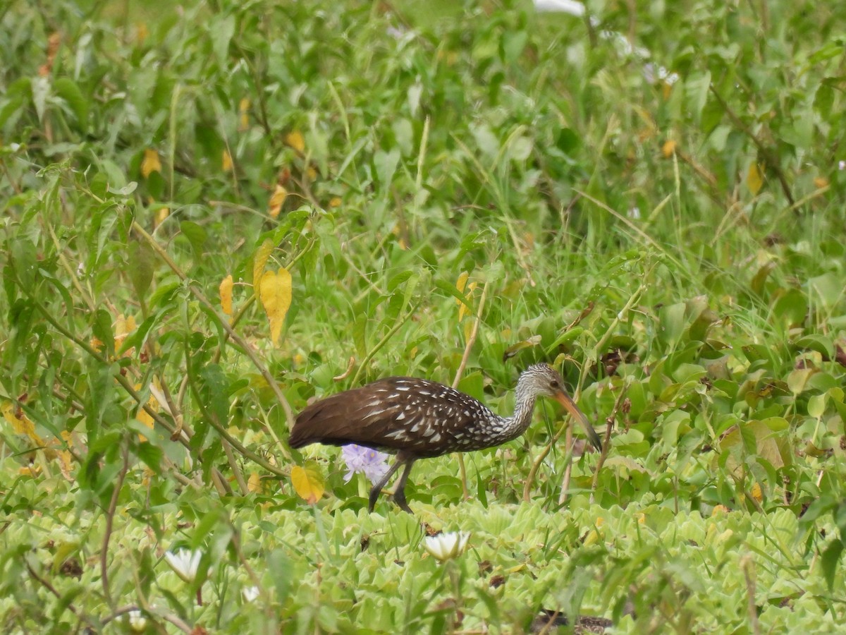 Limpkin - ML535033521