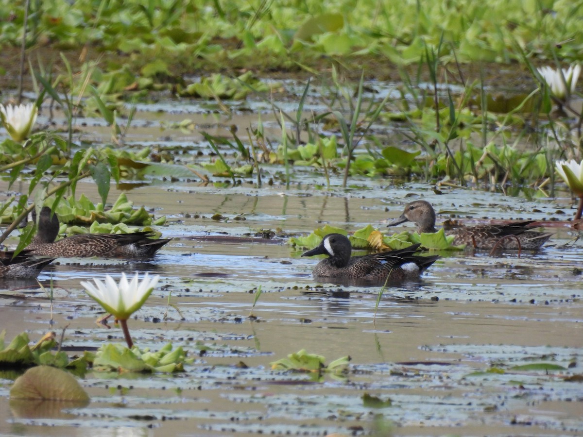 Blue-winged Teal - ML535033931