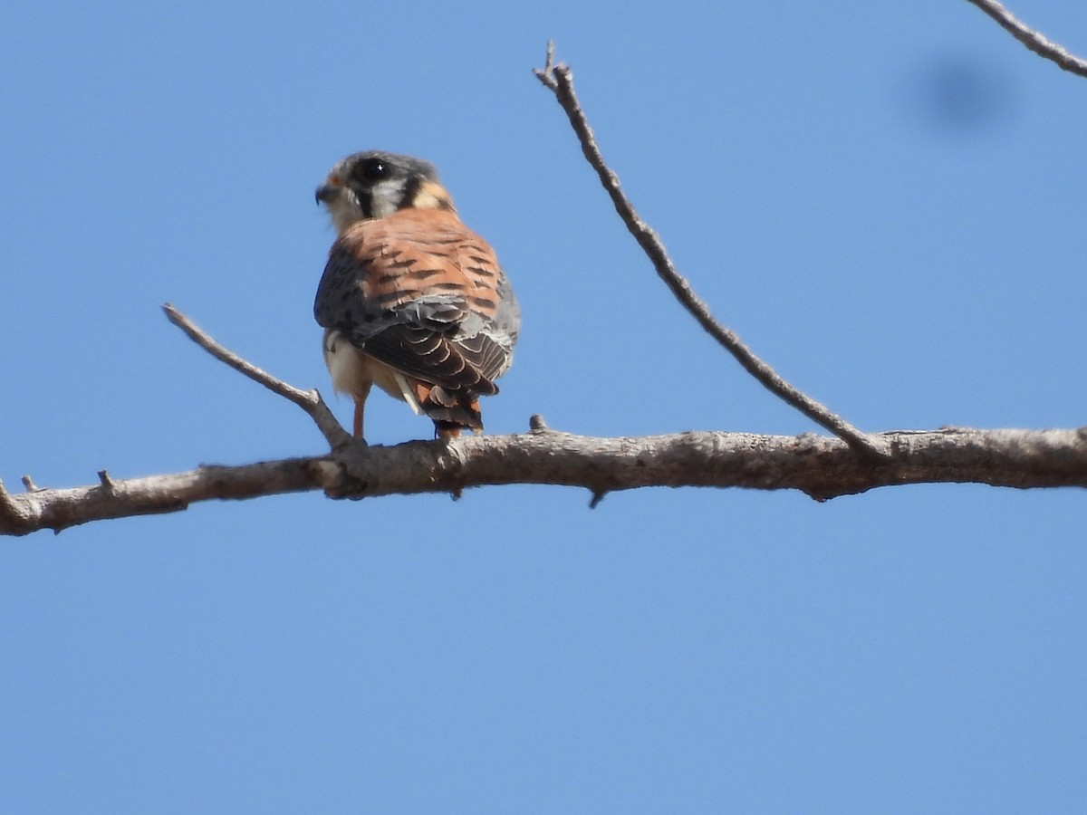 American Kestrel - ML535034111