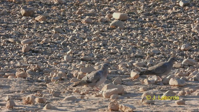 Stock Dove - ML535035141