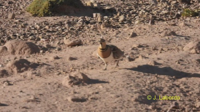 Pin-tailed Sandgrouse - ML535035211