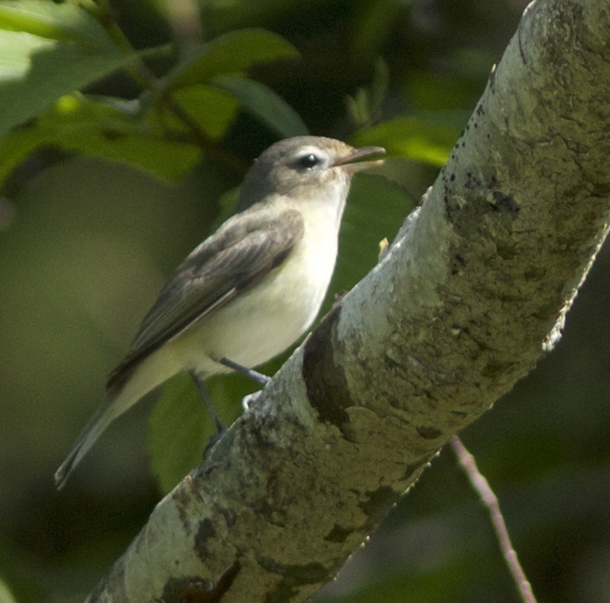 Warbling Vireo - ML53503611