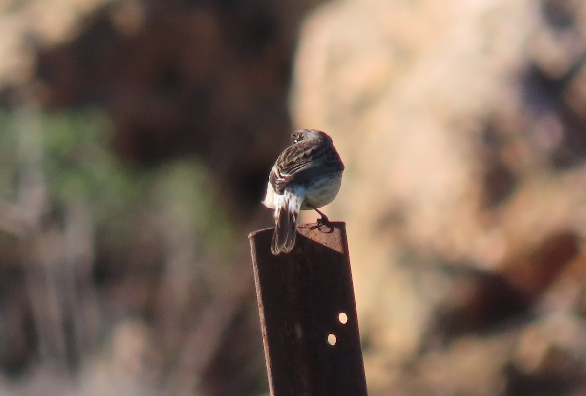 European/Siberian Stonechat - ML535037651