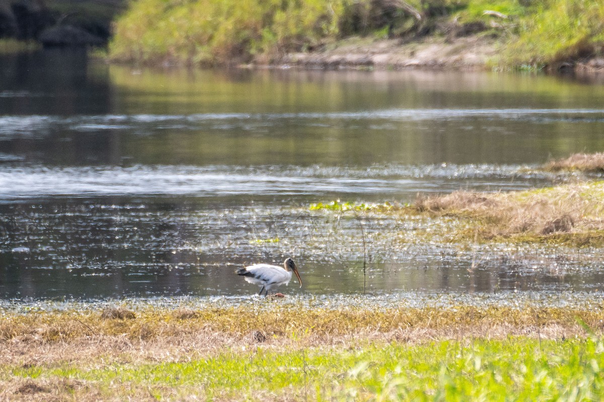 Wood Stork - ML535040341