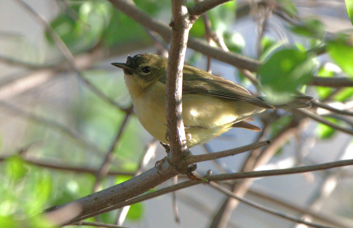 Black-throated Blue Warbler - ML535040471