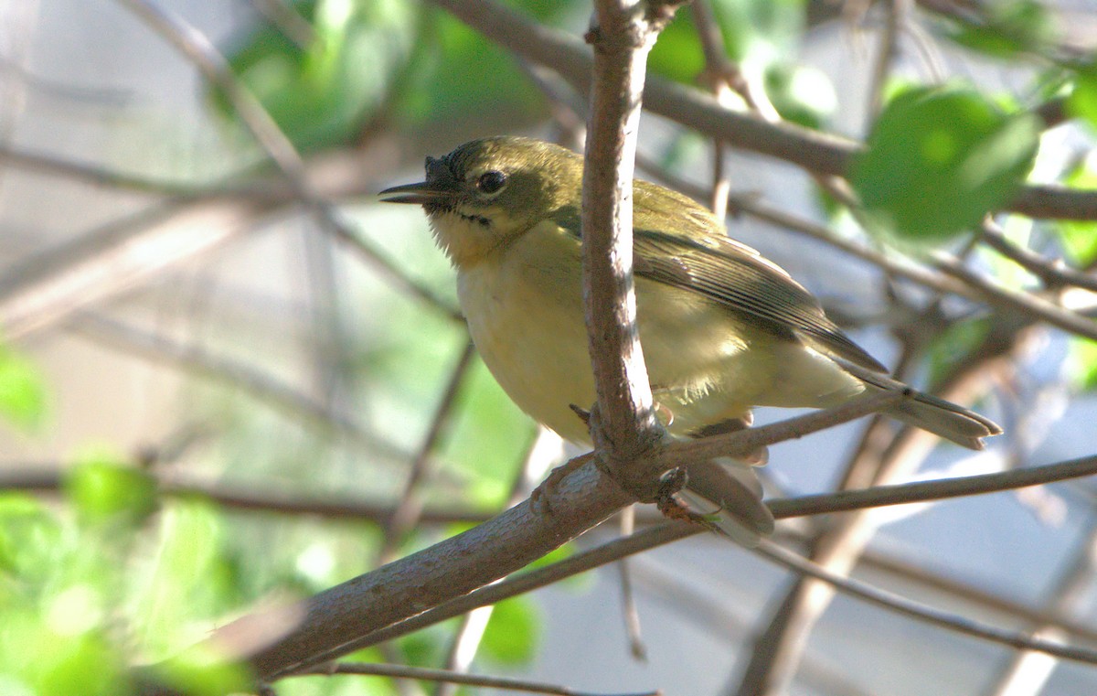 Black-throated Blue Warbler - ML535040481