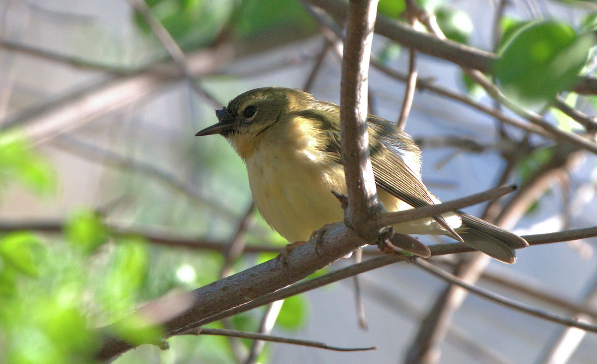 Black-throated Blue Warbler - ML535040491