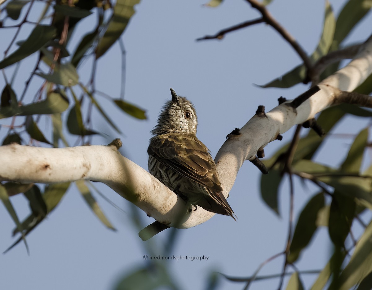 Horsfield's Bronze-Cuckoo - ML535041551