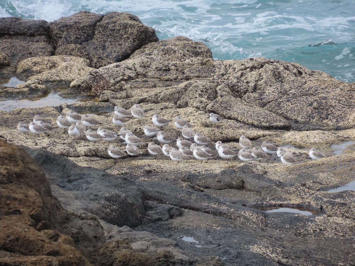 Bécasseau sanderling - ML535041921