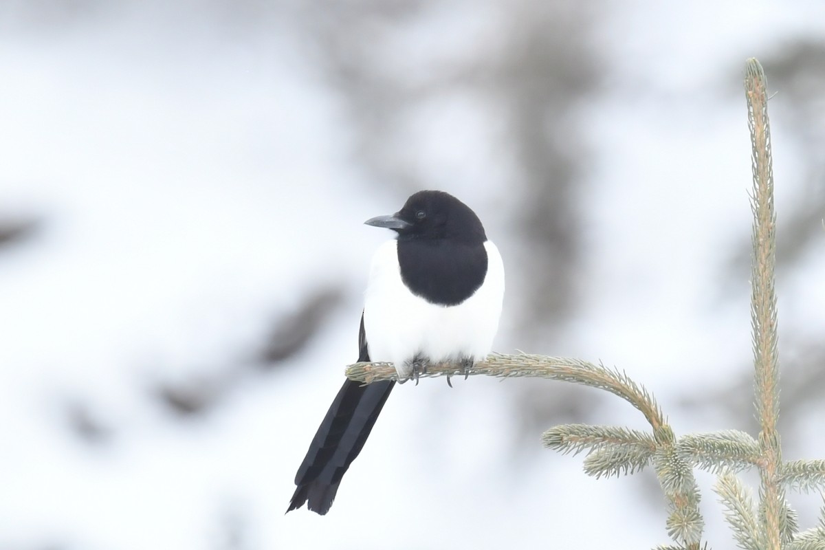 Eurasian Magpie - ML535042301