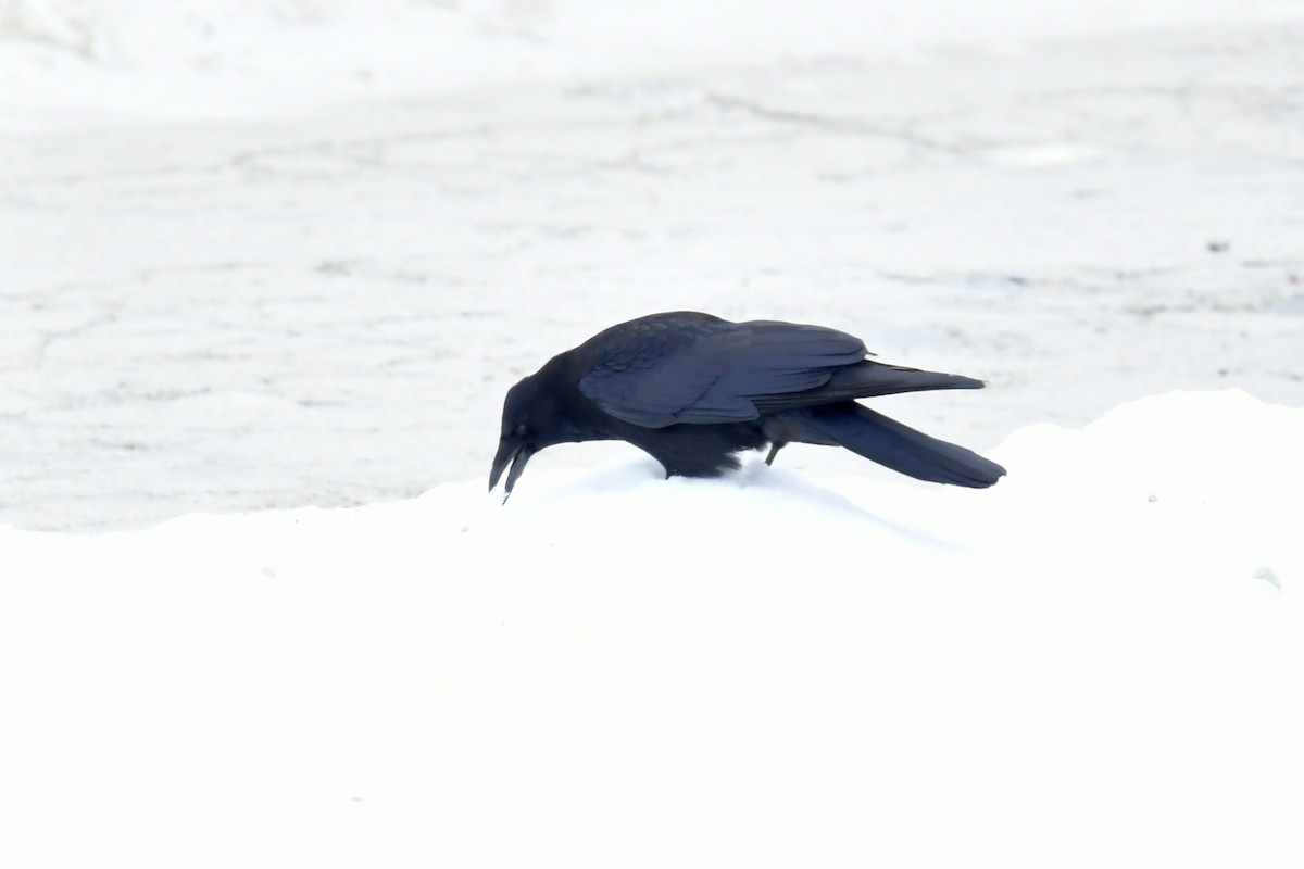 Carrion Crow - Qin Huang