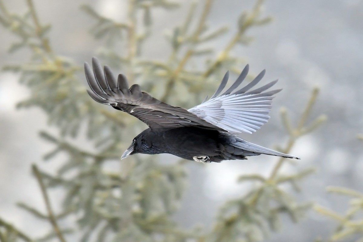 Carrion Crow - Qin Huang