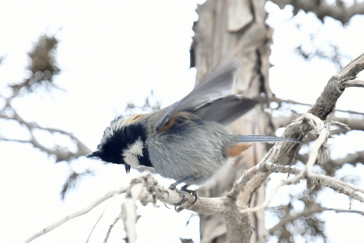 Rufous-naped Tit - Qin Huang