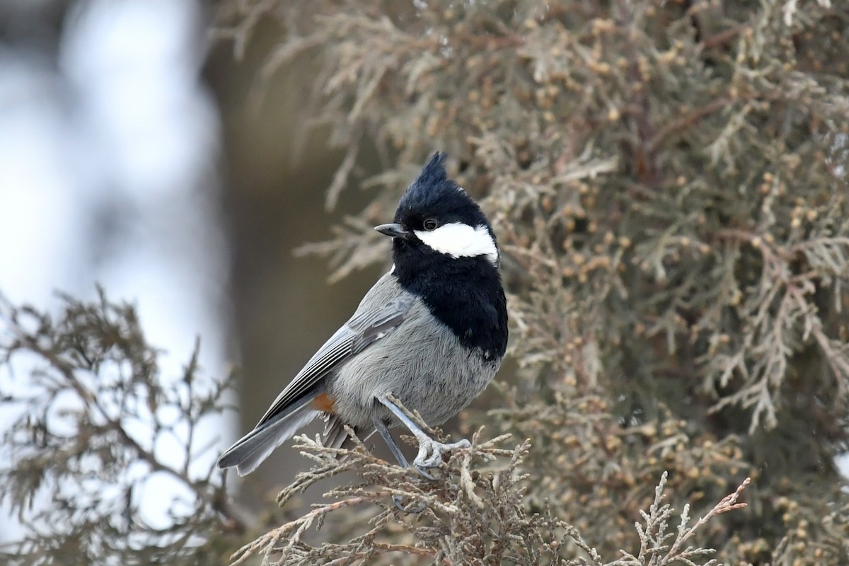 Rufous-naped Tit - ML535042371