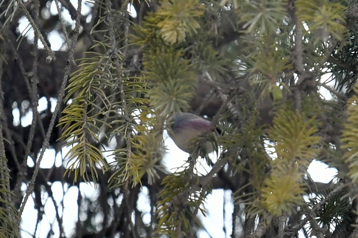 White-browed Tit-Warbler - Qin Huang