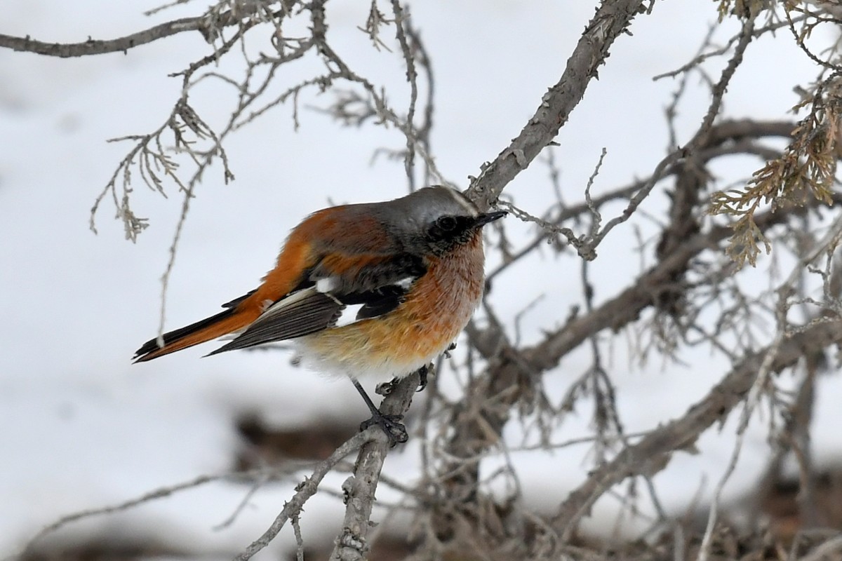 Rufous-backed Redstart - Qin Huang