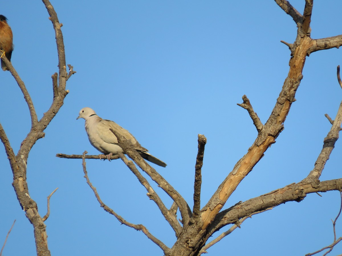 Eurasian Collared-Dove - ML535043371