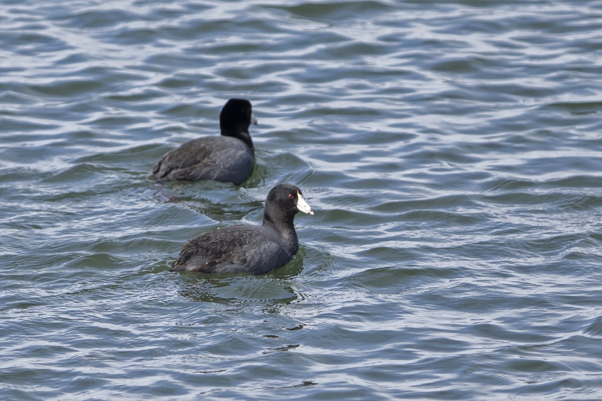 American Coot - ML53504361